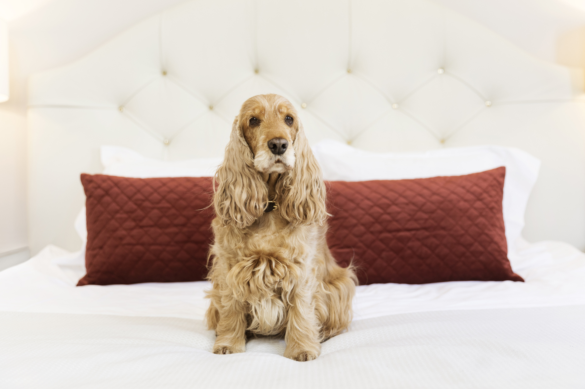 Hund som sitter i säng på hotell