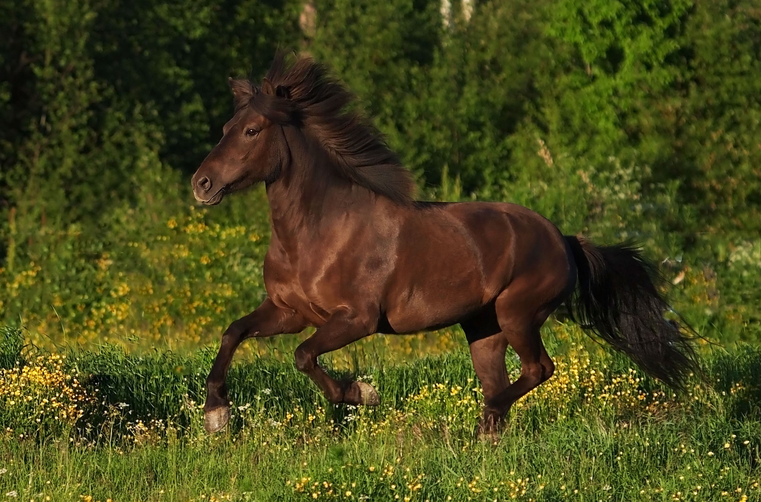 Fyra personer på varsin häst ute i naturen