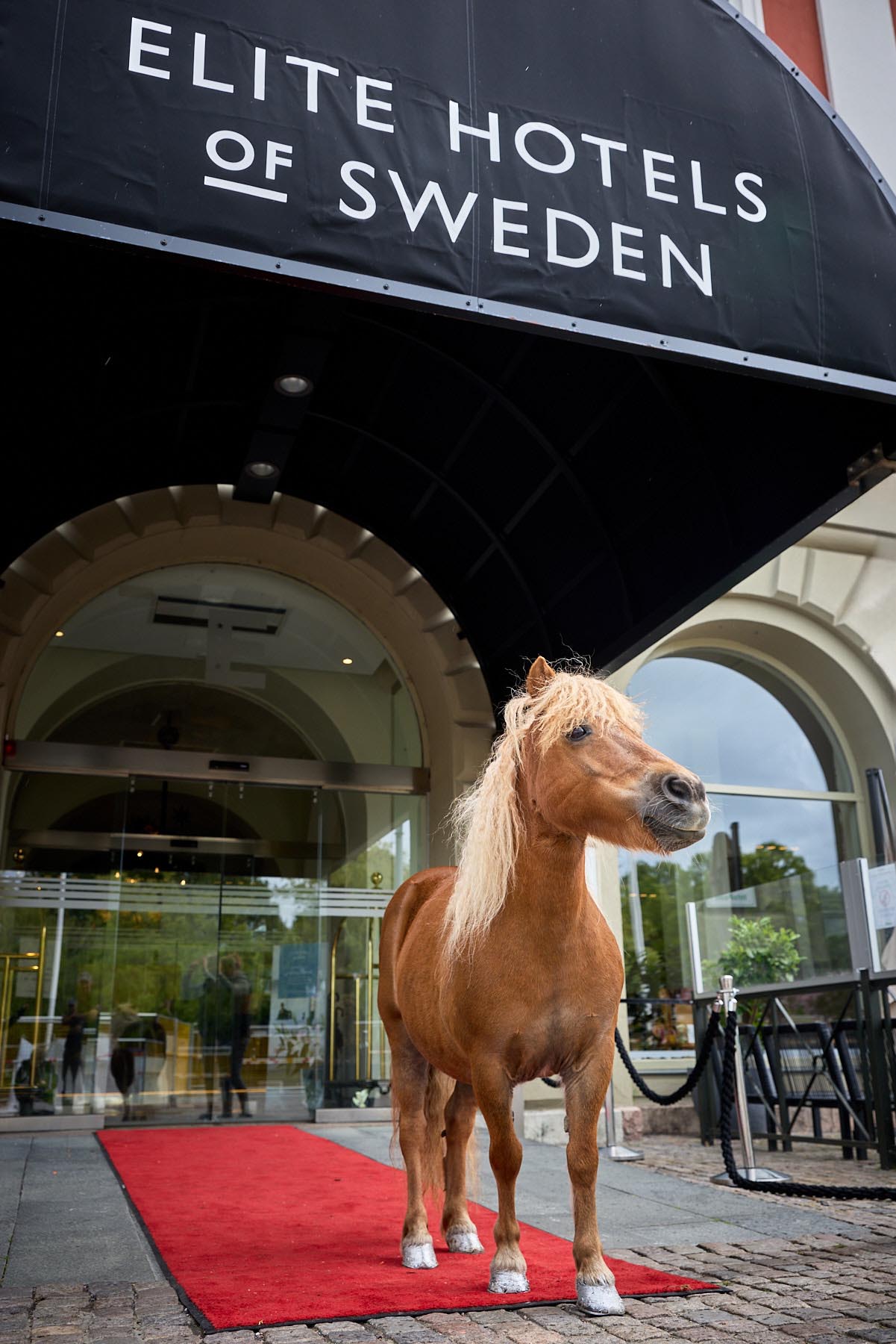 Häst på röd matta vid Elite Hotels