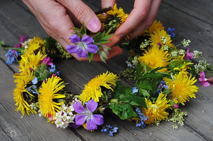 Händer som sätter ihop en midsommarkrans