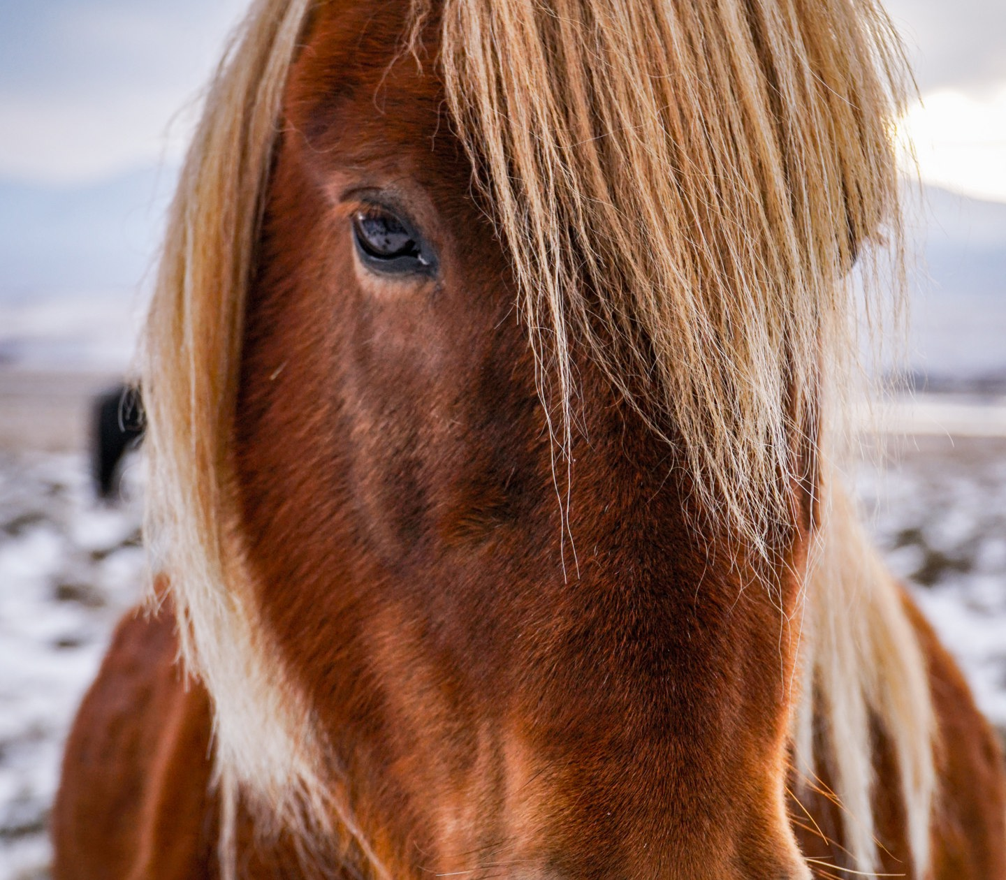 Icelandic horse in winter landscape