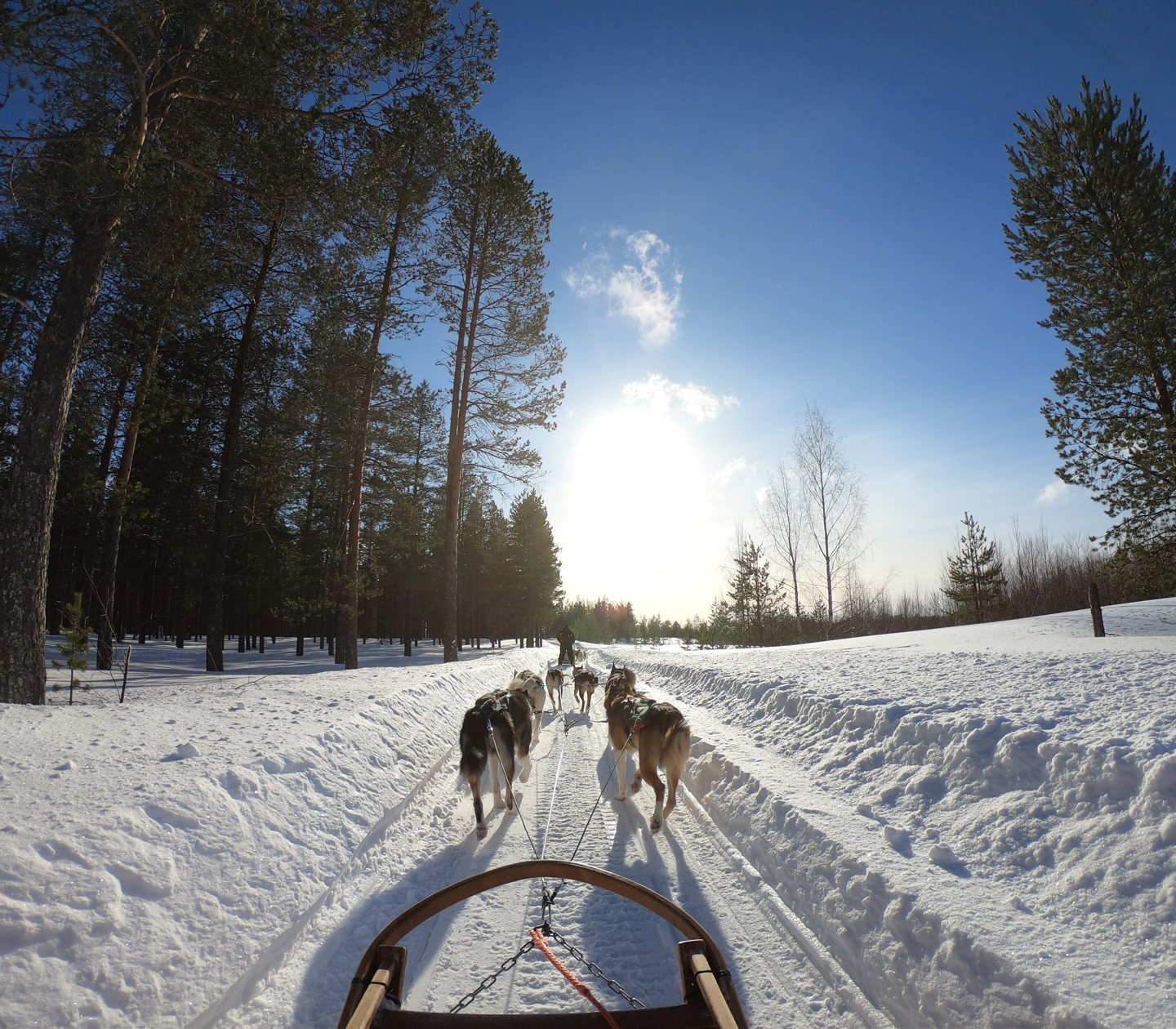Dog sled in winter landscape