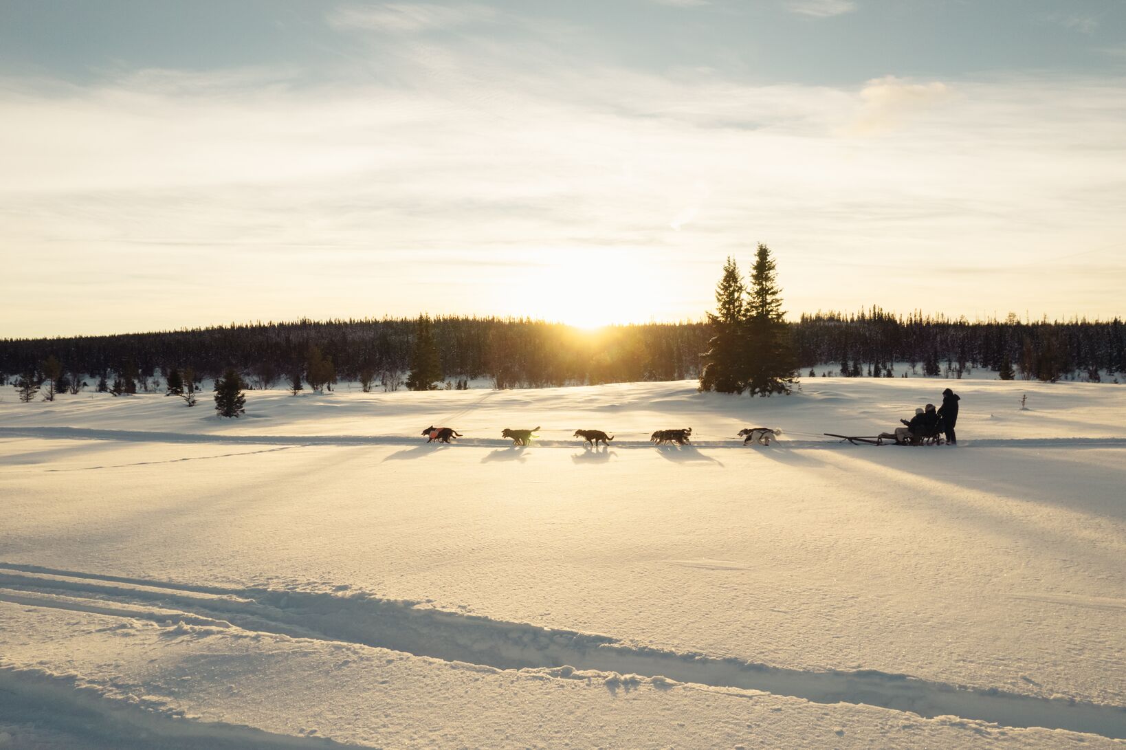 Person med slädhundar i snölandskap