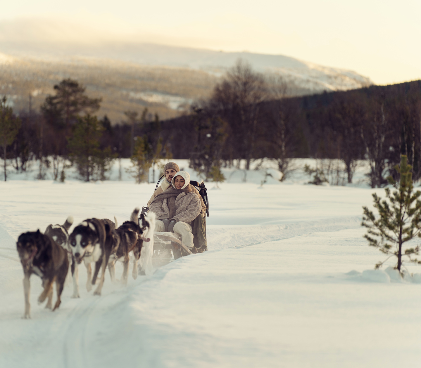 Hundspann i Skellefteå