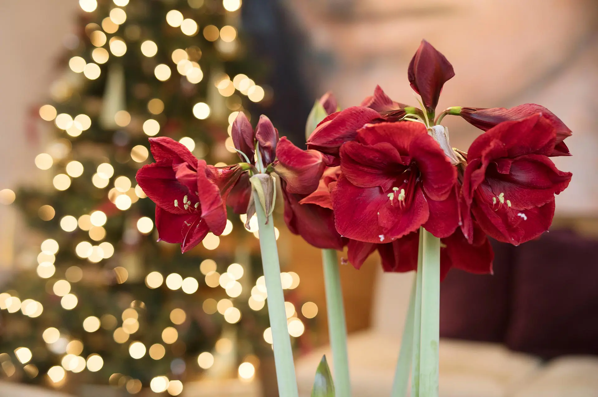Röd Amaryllis blomma i fokus