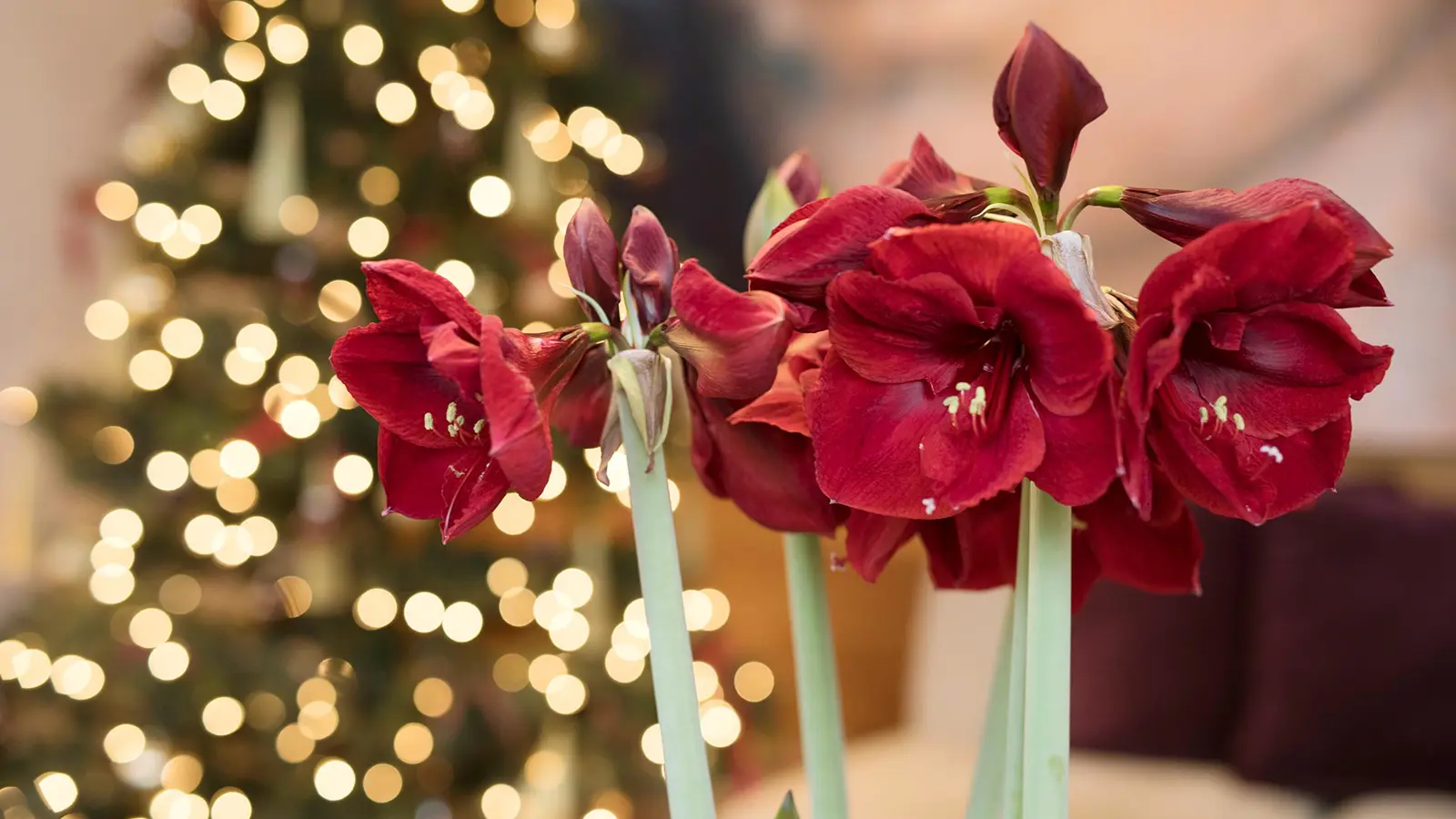 Röd Amaryllis blomma i fokus