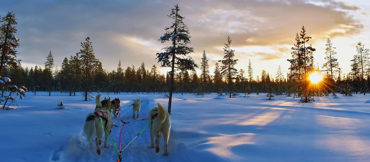 Hundspann i snölandskap