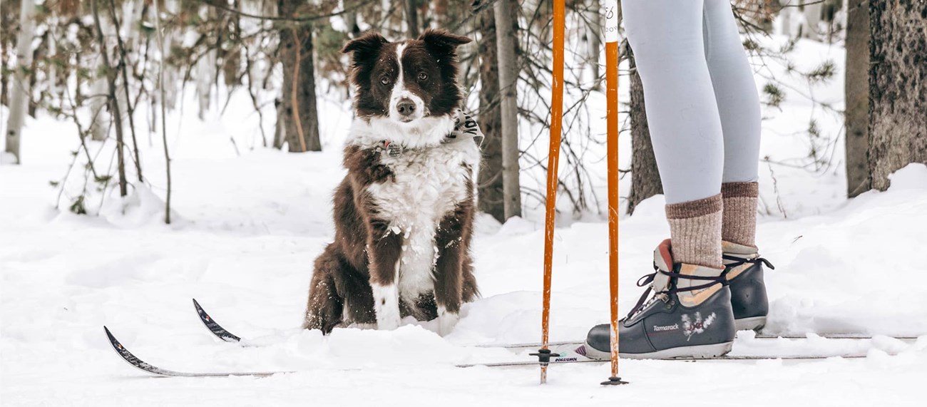 Hund och längdskidåkare i snötäckt landskap