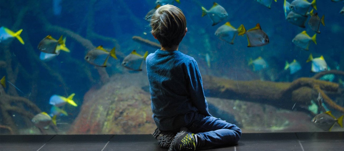 Ett barn beundrar fiskar i ett akvarium