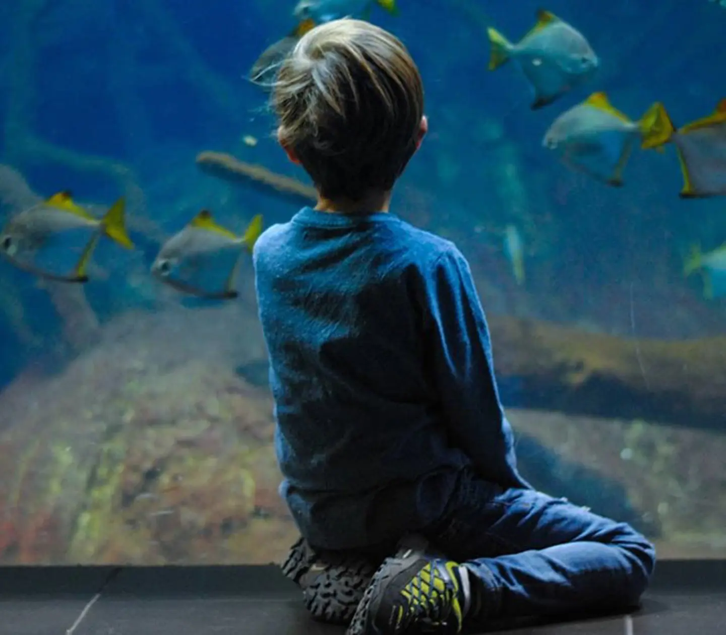 Ett barn beundrar fiskar i ett akvarium