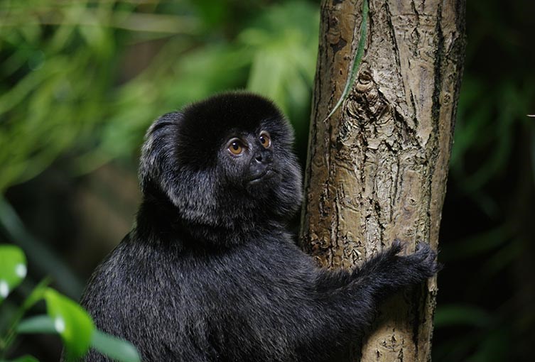 En apa på ett träd