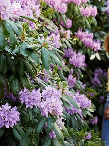 En kvinna i somrig klänning står vid en blommig buske.