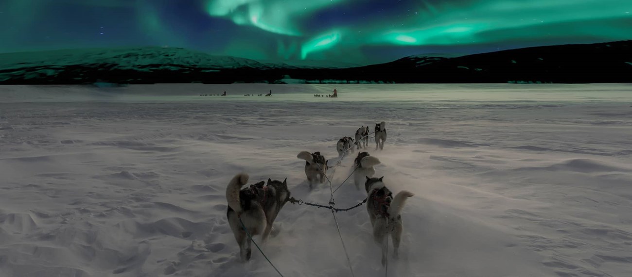 Hundar drar hundspann genom snö under norrsken