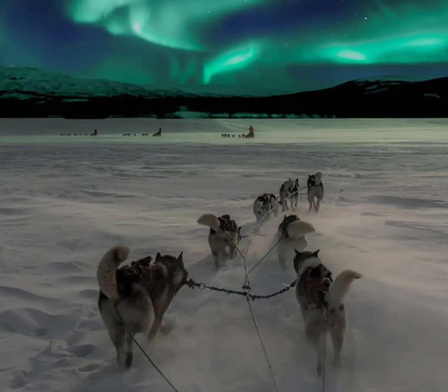 Hundar drar hundspann genom snö under norrsken