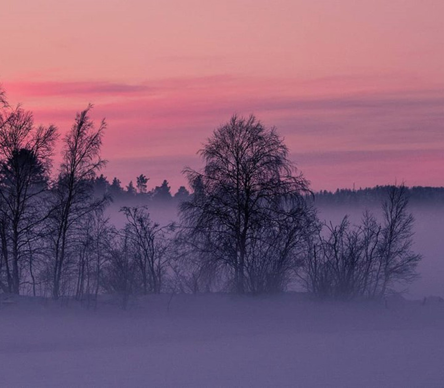 Foggy winter landscape with a pink sunset