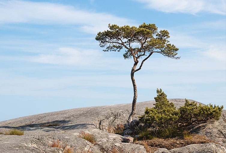 En ensam lång tall på ett berg