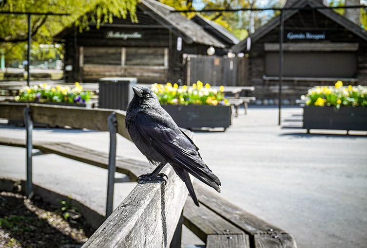 En kråka sitter på en bänk på Skansen