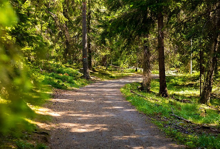 En grusväg som går genom en skog