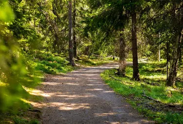 En grusväg som går genom en skog
