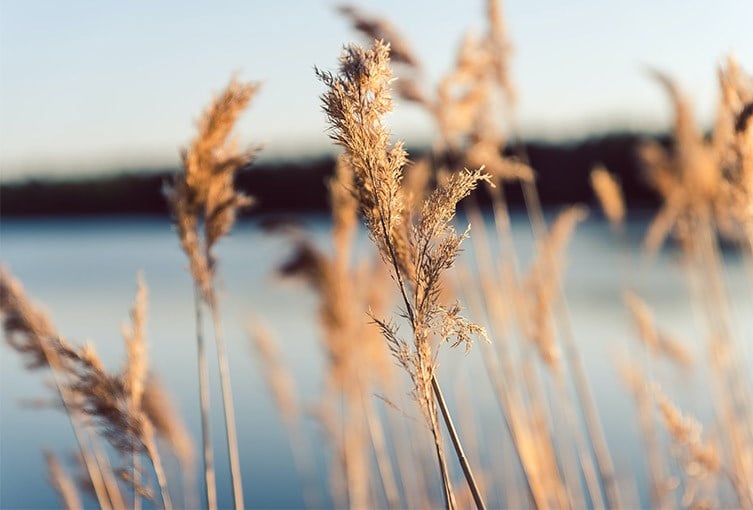 Vasstrån vid vattnet