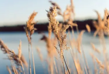 Vasstrån vid vattnet