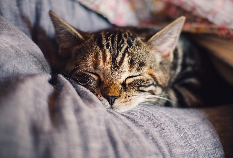 En katt som sover i någons famn