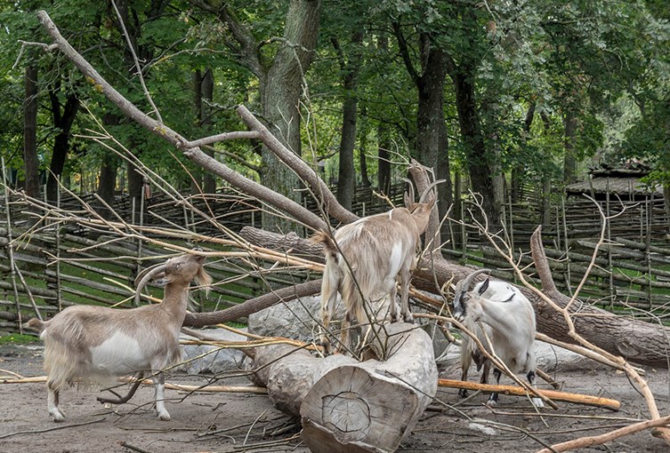 Getter som klättrar på stockar
