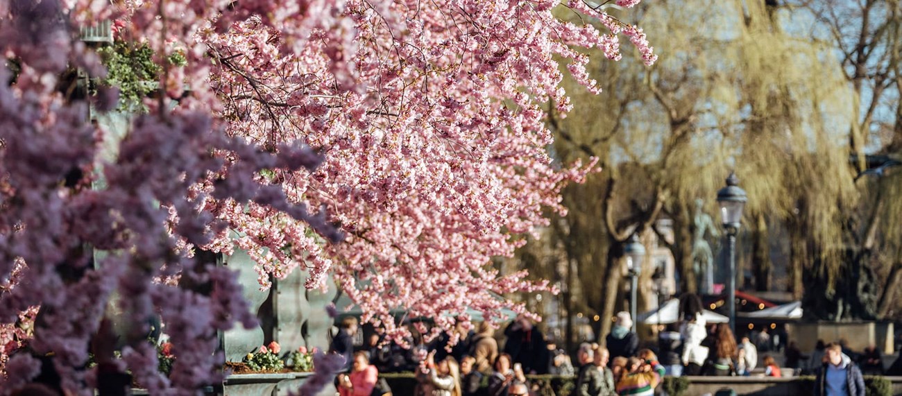 Närbild på blommande körsbärsträd, med människor i bakgrunden