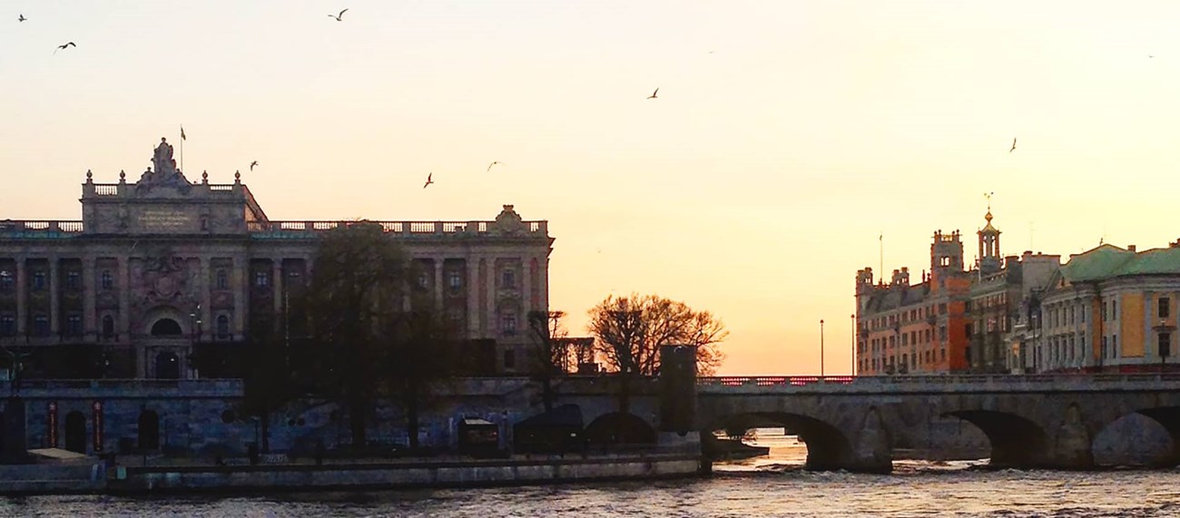 Måsar flyger runt över en bro i Stockholm