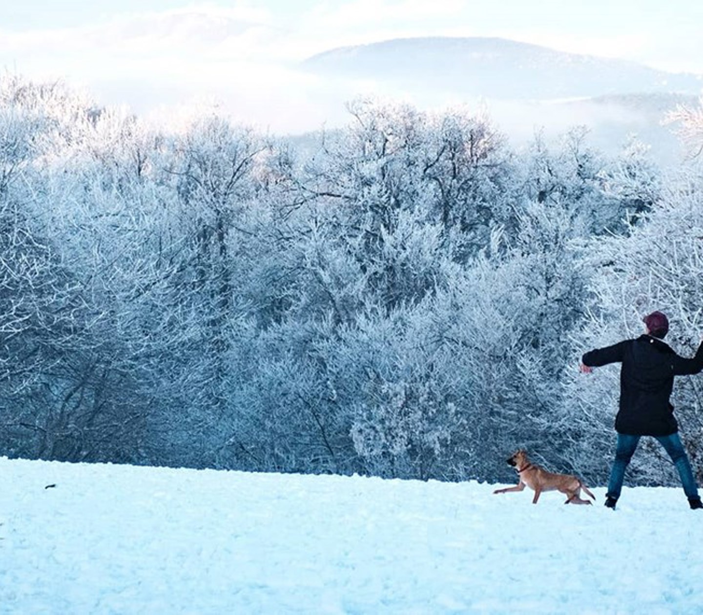 Man throwing a ball to a dog in a winter landscape