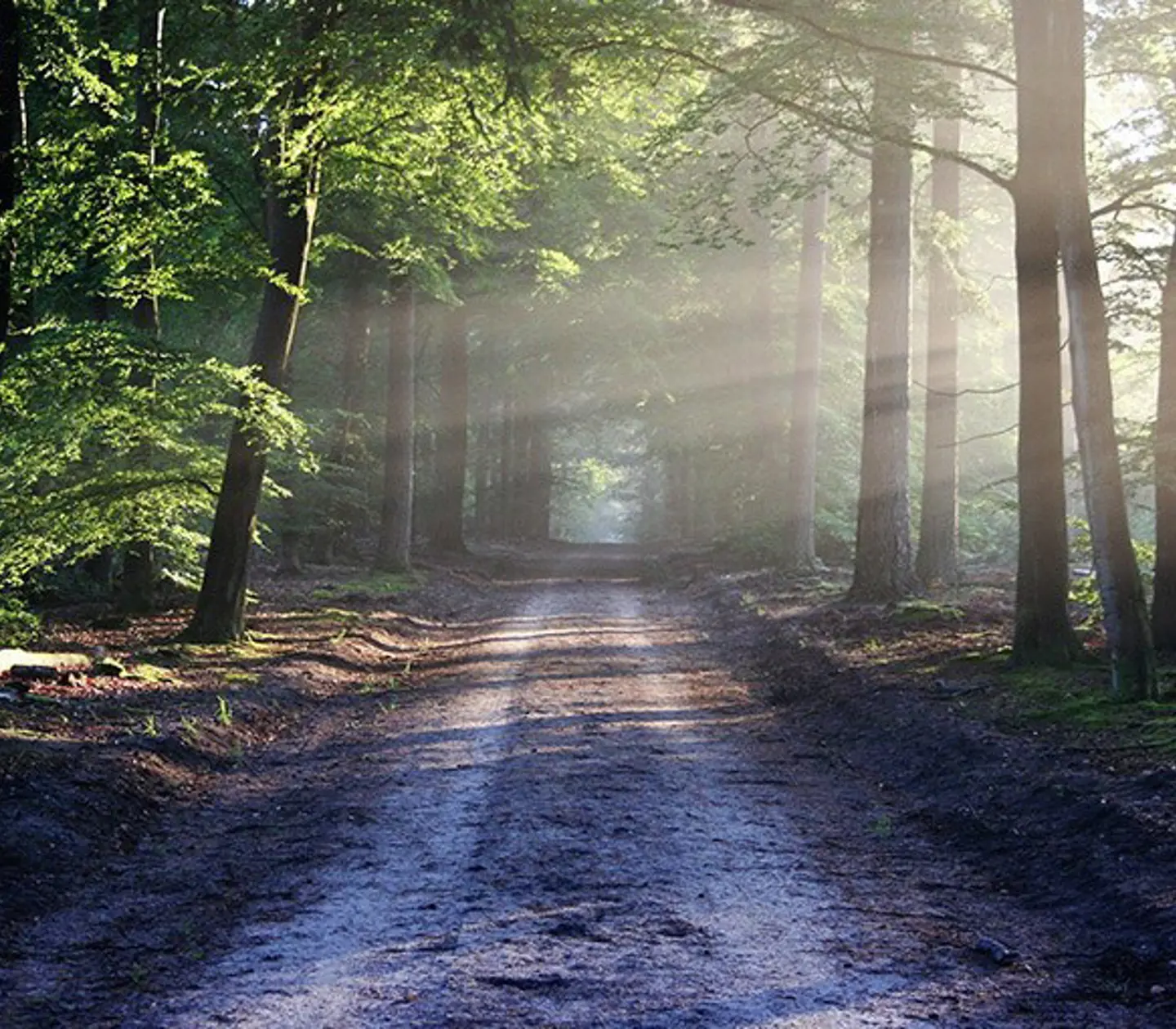 Vandringsled i en skog i Umeå