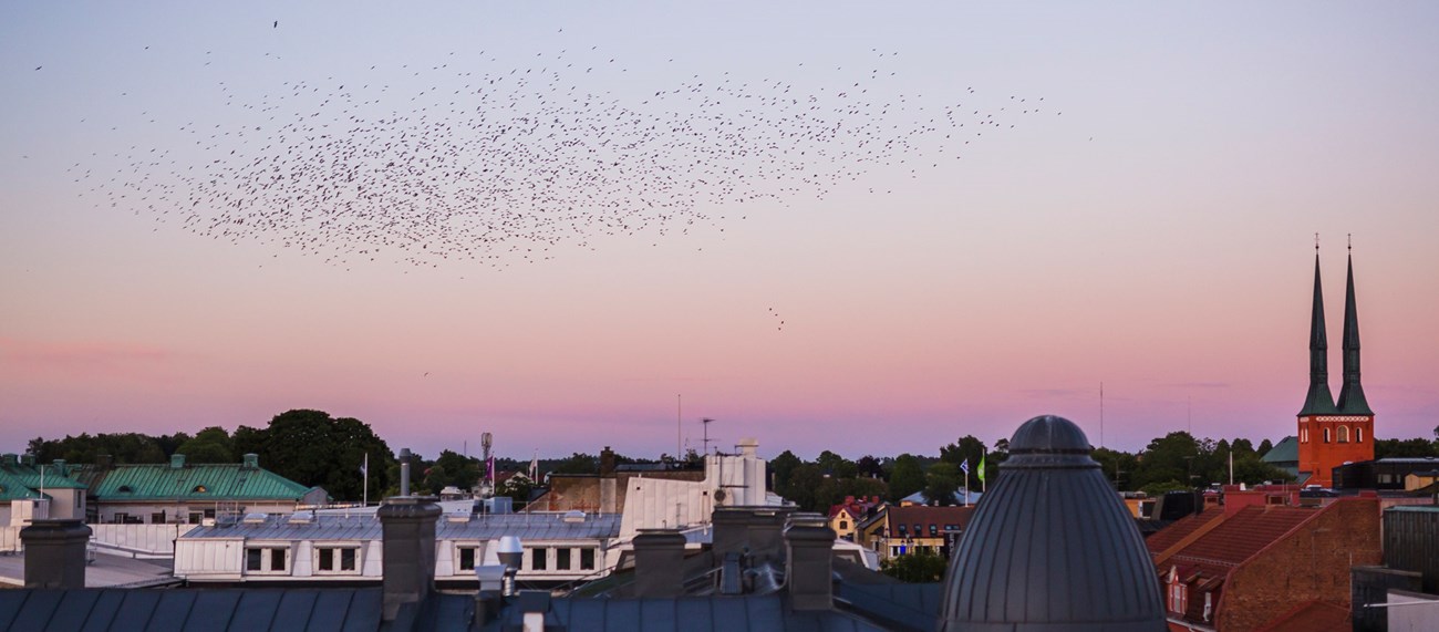 Fåglar som flyger över Växjö