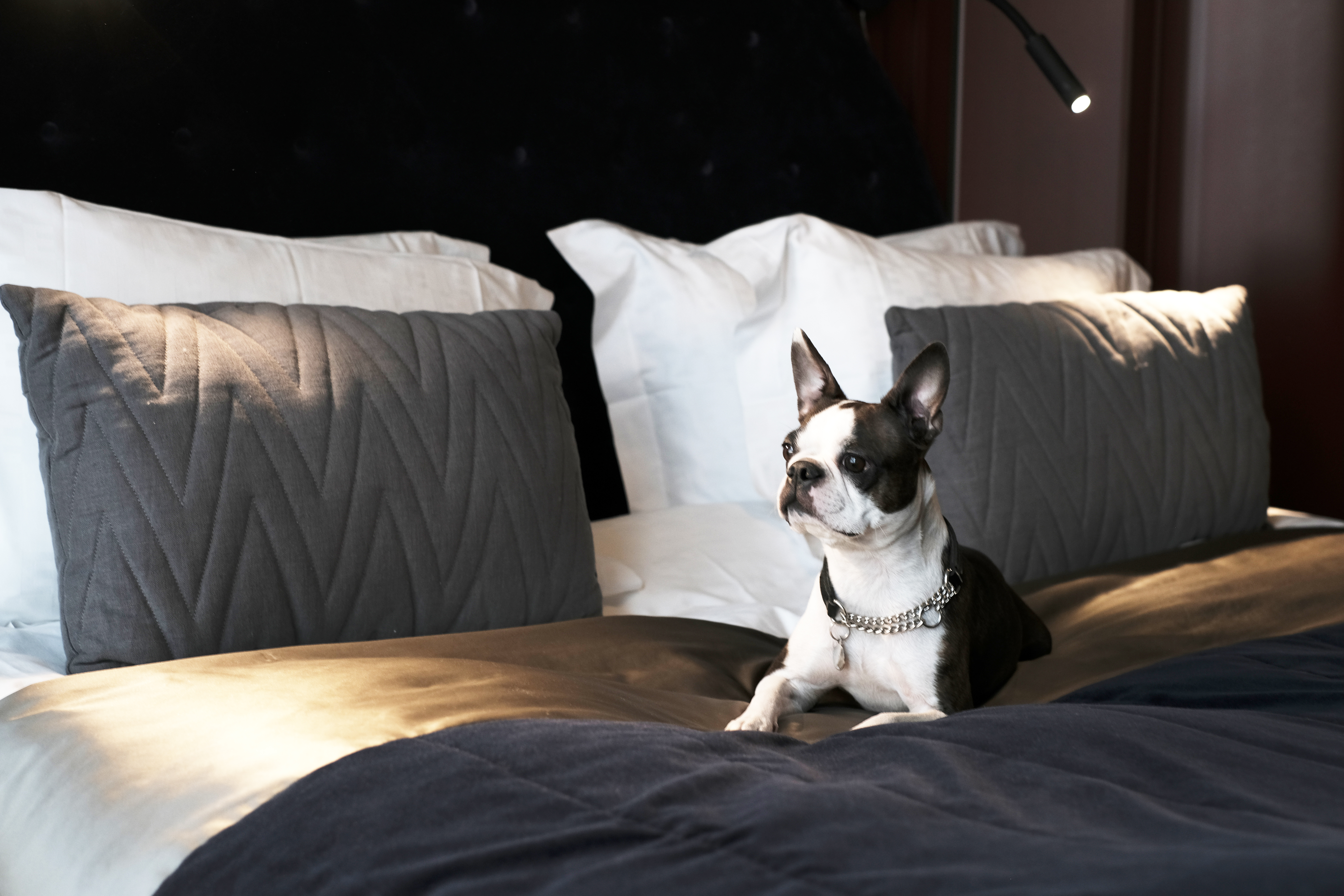 Svartvit hund på hotellsäng