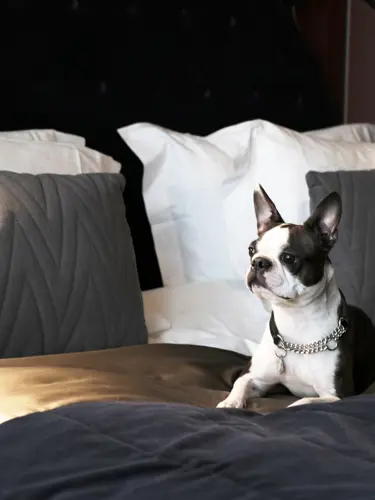 Svartvit hund på hotellsäng
