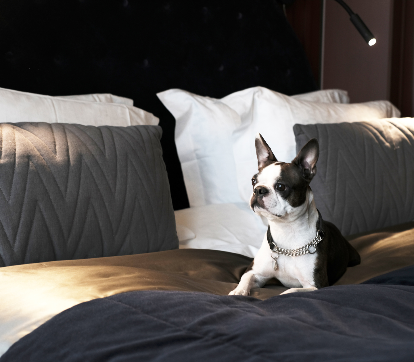 Black and white dog on hotel bed
