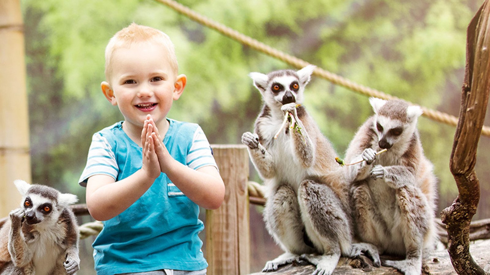 A happy kid next to some monkeys
