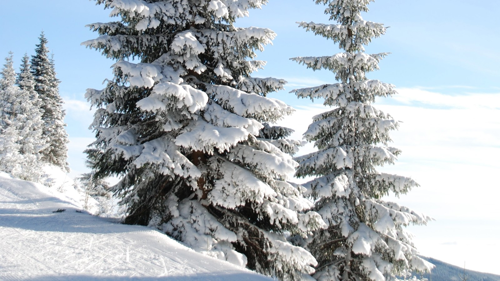 Two snow-covered fir trees on a ski slope
