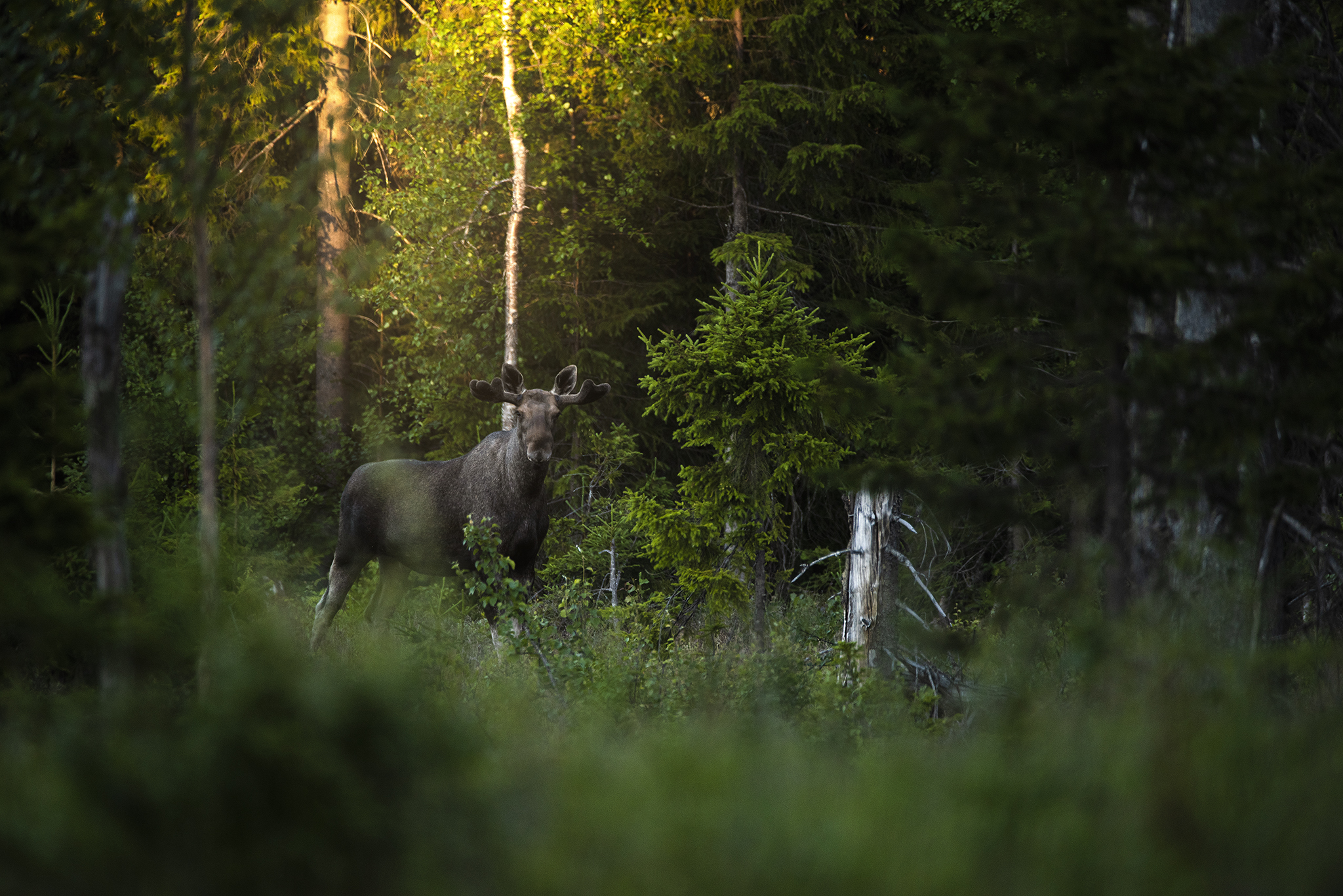 En älg ståendes i en skog