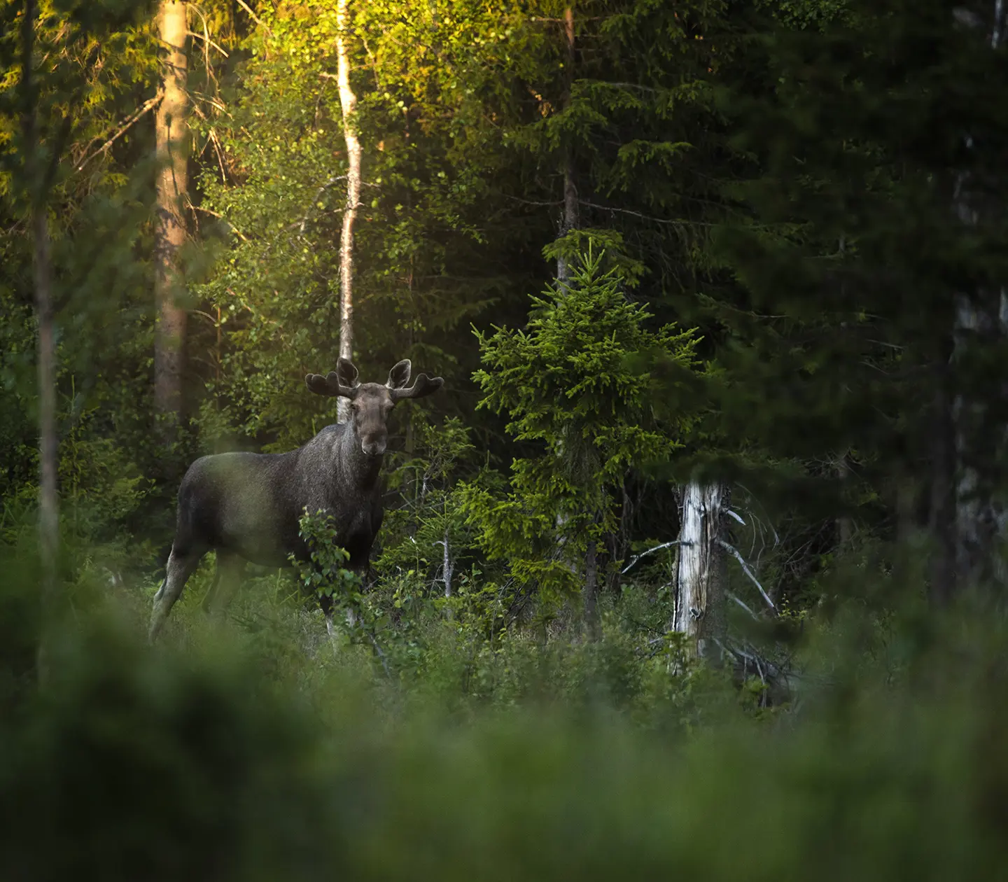 En älg ståendes i en skog