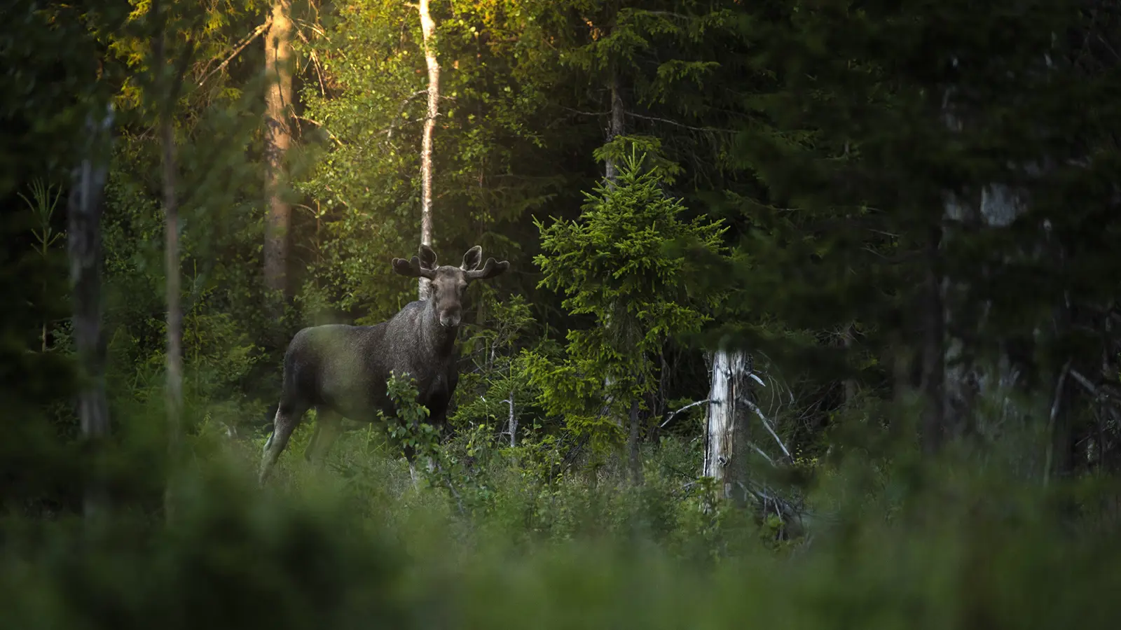 En älg ståendes i en skog