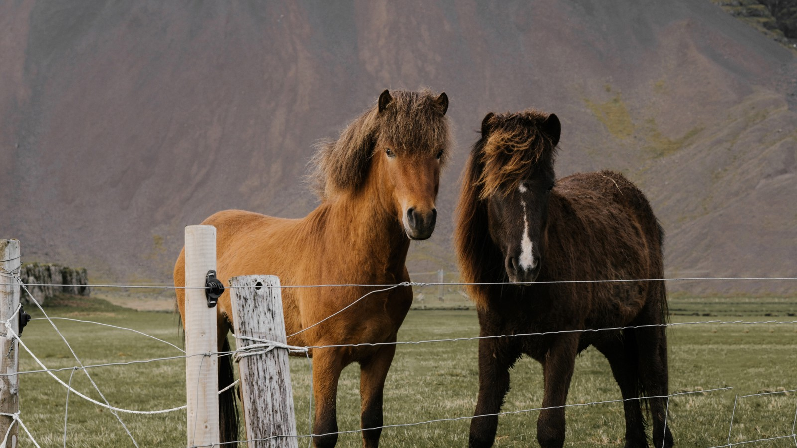 Two Icelandic horses